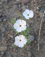 Calibrachoa pygmaea