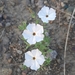Calibrachoa pygmea - Photo (c) Diego Caballero, some rights reserved (CC BY-NC), uploaded by Diego Caballero