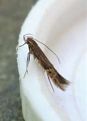 Cosmopterix fernaldella