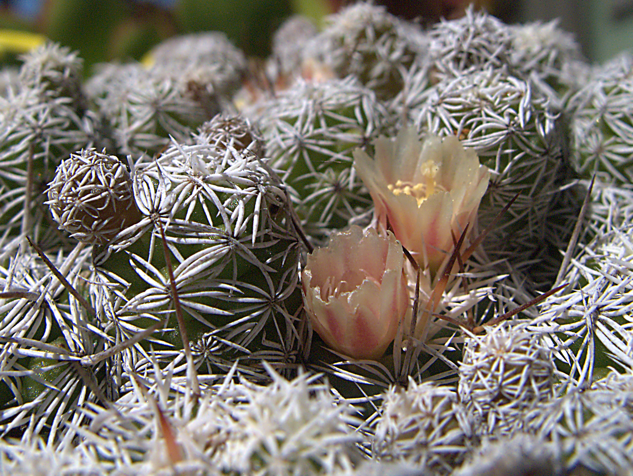 Mammillaria vetula