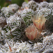 Mammillaria vetula - Photo (c) John Rusk, some rights reserved (CC BY)