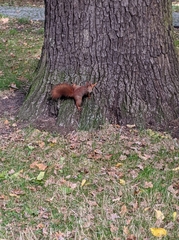 Sciurus vulgaris