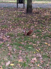 Sciurus vulgaris