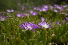 Disphyma crassifolium