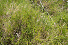 Distichlis distichophylla