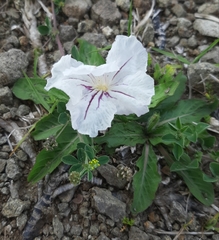 Ruellia morongii