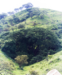 Enterolobium cyclocarpum