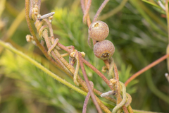 Cassytha pubescens