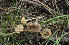 Mycena olivaceomarginata