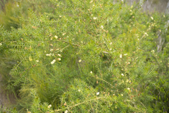 Acacia verticillata