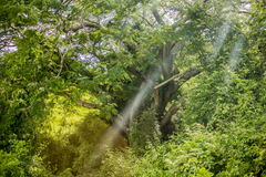 Enterolobium cyclocarpum