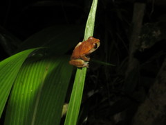 Dendropsophus koechlini