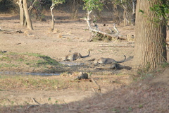 Panthera pardus kotiya