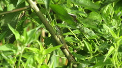 Anolis jacare