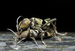 Chlorophorus reductus