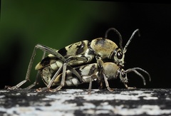 Chlorophorus reductus