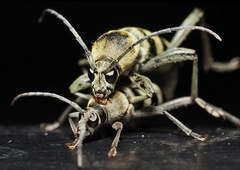 Chlorophorus reductus