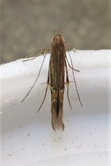 Cosmopterix fernaldella