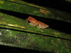 Dendropsophus koechlini