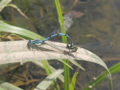 Coenagrion puella