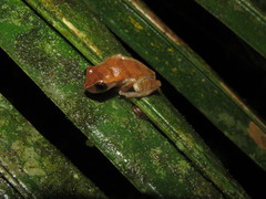 Dendropsophus koechlini