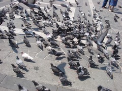 Columba livia domestica