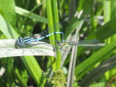Coenagrion puella