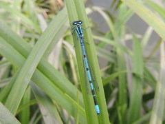 Coenagrion puella