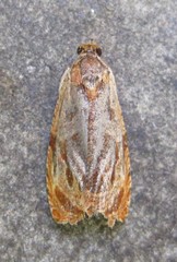 Olethreutes nitidana