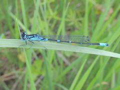 Coenagrion pulchellum