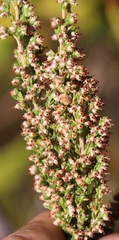 Erica hispidula