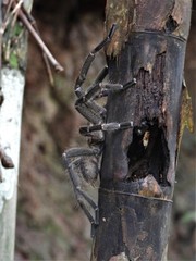 Selenocosmiinae