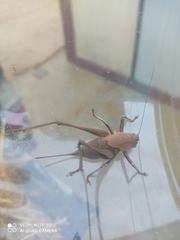 Thyreonotus