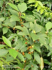 Ficus grossularioides