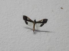 Maruca vitrata