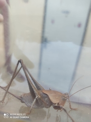 Thyreonotus