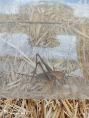Thyreonotus
