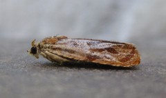 Olethreutes nitidana