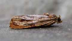 Olethreutes nitidana