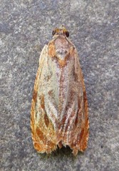 Olethreutes nitidana