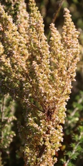 Erica hispidula