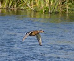 Anas platyrhynchos