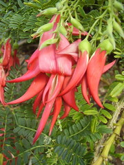 Clianthus puniceus