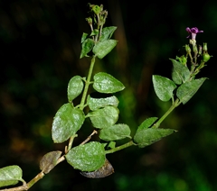 Teedia pubescens
