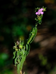 Teedia pubescens