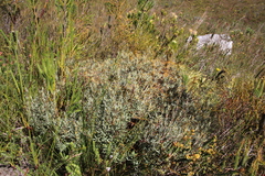 Grubbia tomentosa