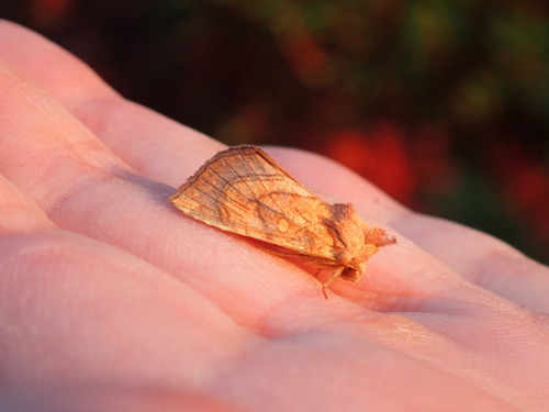 Sensitive Fern Borer Moth photo 5