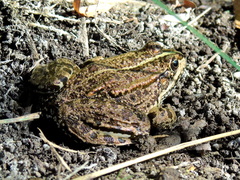 Pelophylax ridibundus