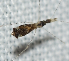 Empicoris brevispinus