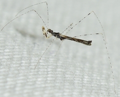 Empicoris brevispinus